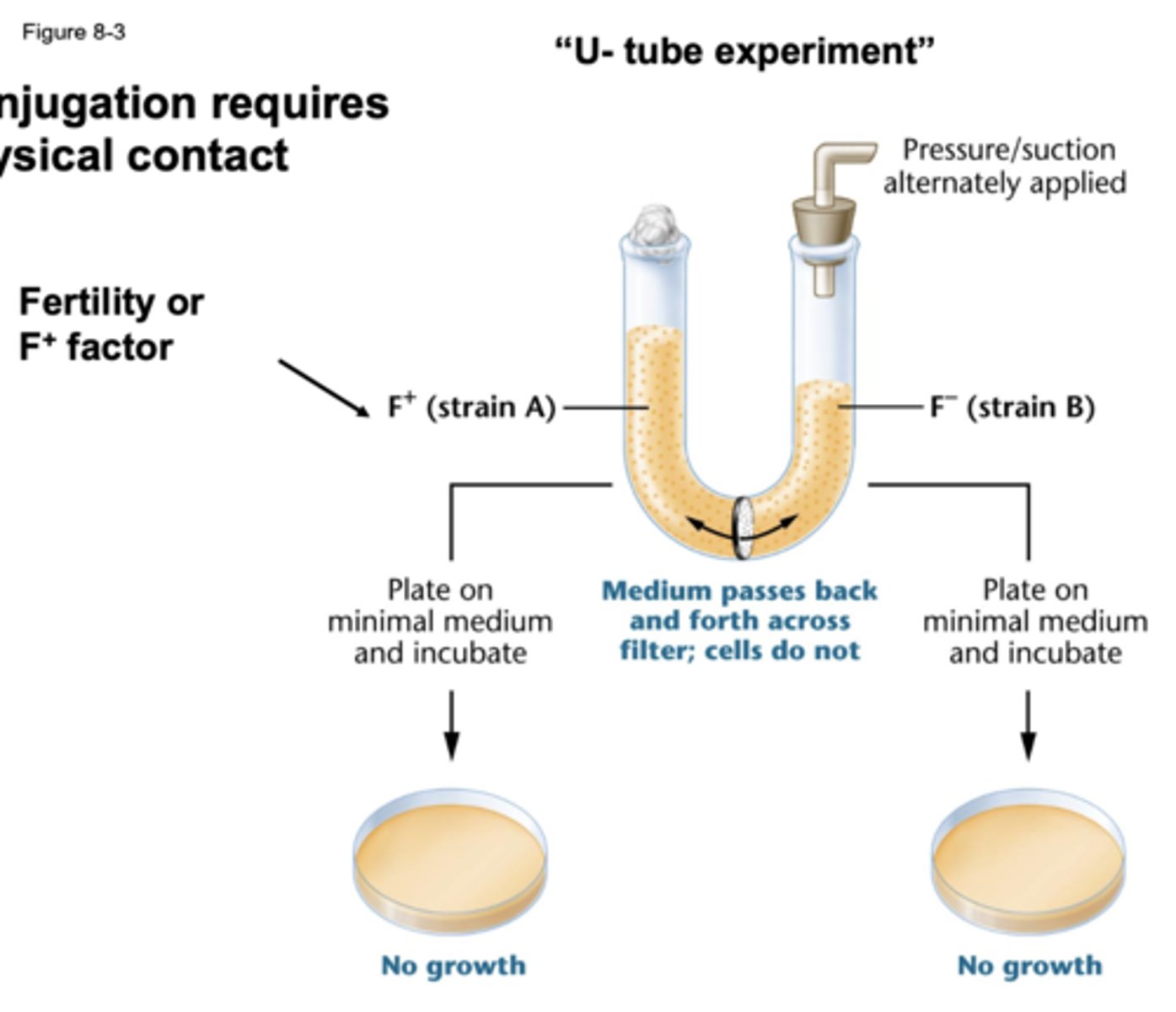<p>passes back and forth across filter and cells do not</p>