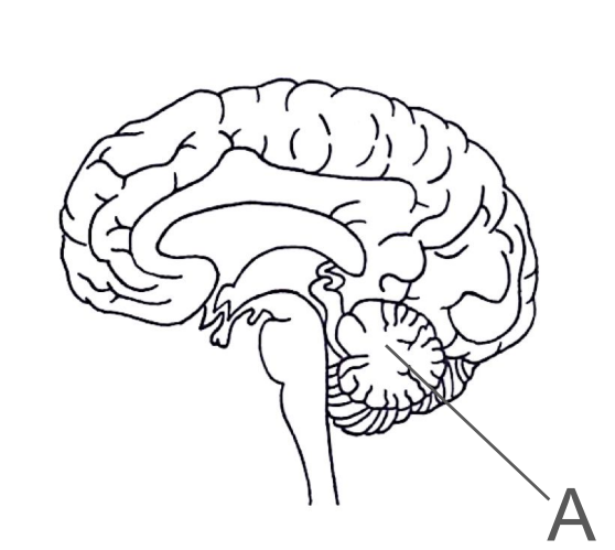 <ul><li><p>Coordinates muscular movement and balance</p></li></ul><p></p><ul><li><p>It’s important for muscle coordination, posture and coordination of balance</p></li></ul>