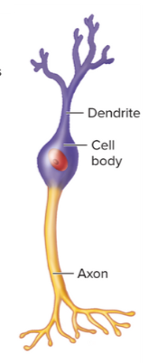 <p><strong>11.3: Cells of the Nervous System: Types of Neurons</strong></p><ul><li><p>One of the three categories of neurons consisting of a neuron with two processes—one dendrite and one axon—arising from opposite poles of the cell body</p></li><li><p>the dendrite is often specialized to receive stimulus, and the axon conducts action potentials</p></li><li><p>located in some sensory organs, such as the retina of the eye and in the nasal cavity</p></li></ul><p></p>