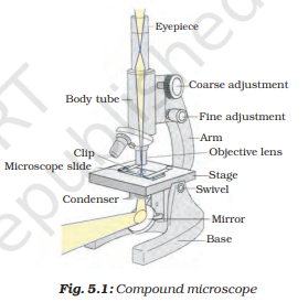 compound micrscope