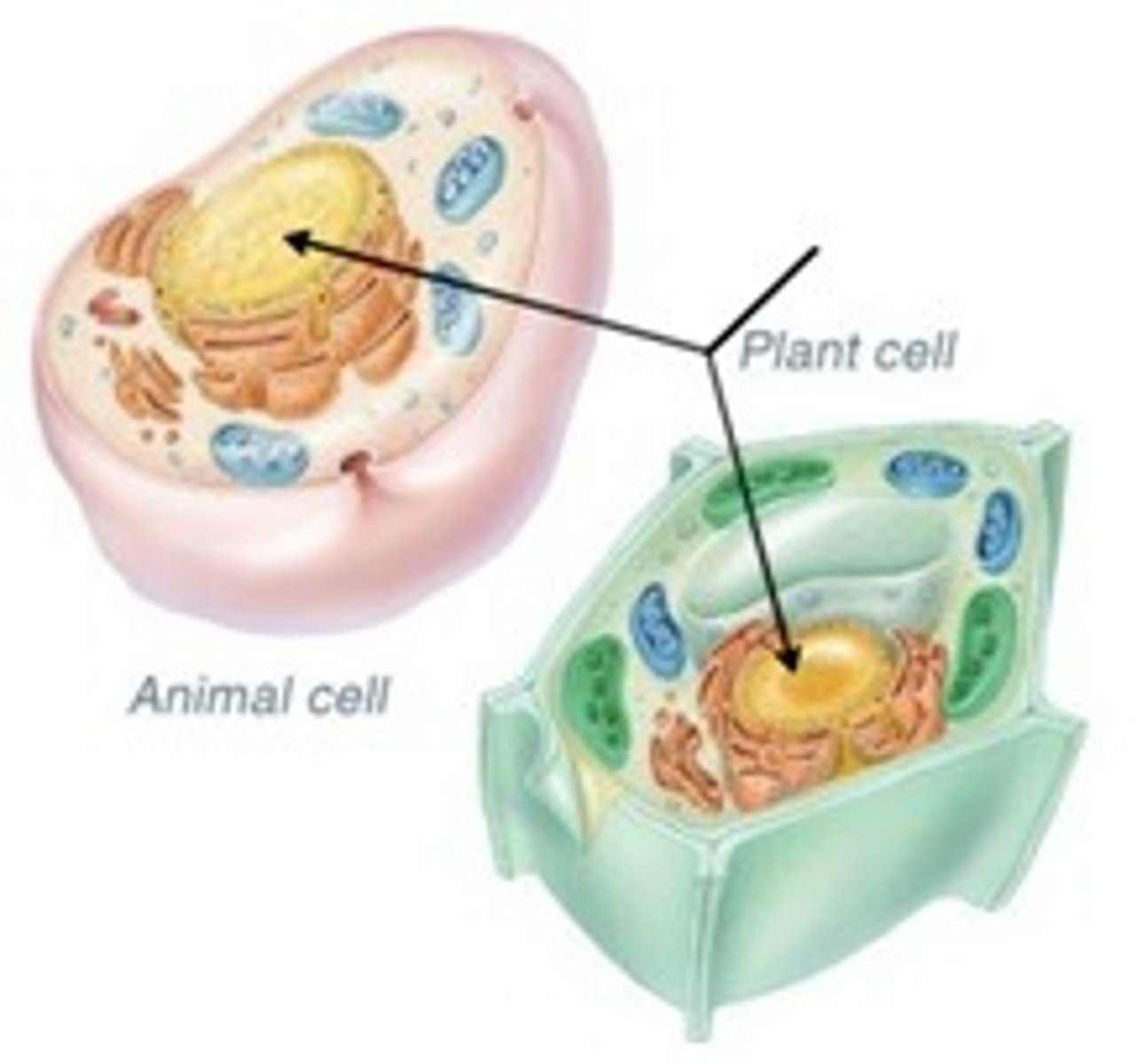 <p>Control center of the cell</p>