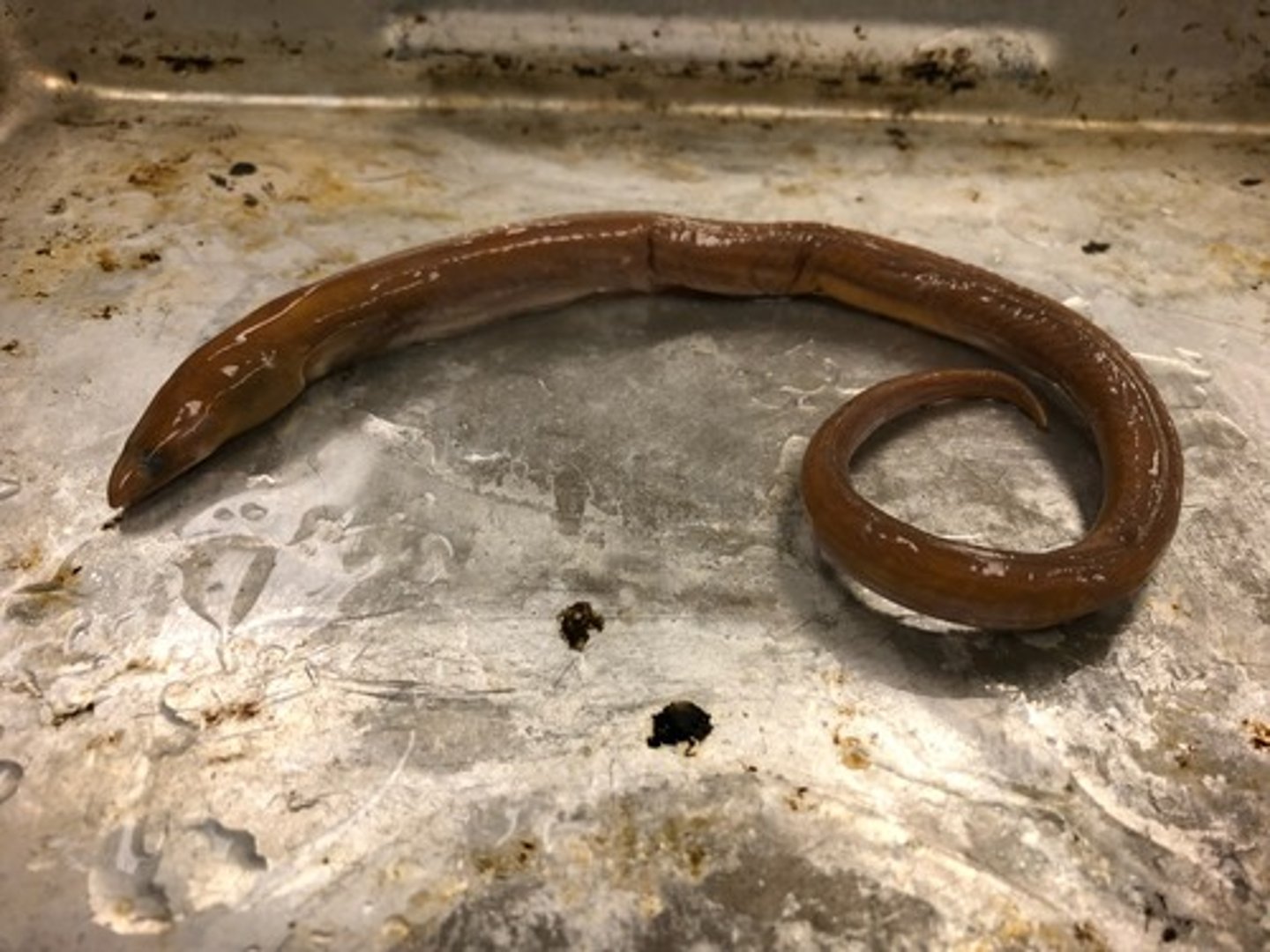<p>snake/worm eels</p>