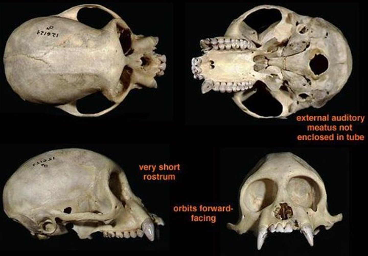 <p>Family has:</p><p>-No ischial callosities (butt pad)</p><p>-long tail (most prehensile)</p><p>-no tube extending from auditory bullae</p>