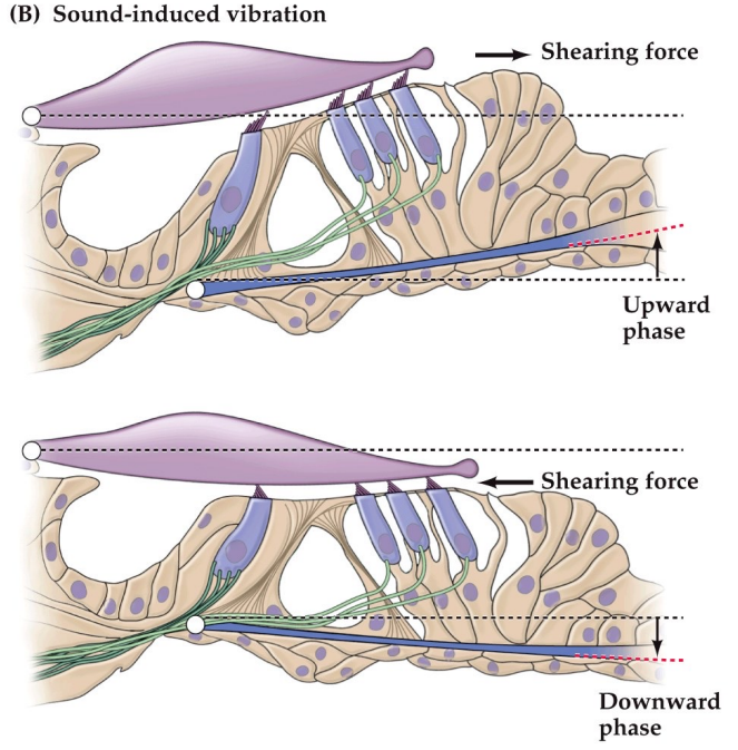 <ul><li><p><span>System of two levers, basilar membrane and tectorial membrane</span></p></li><li><p><span>Because the levers have different points of rotation, when they move they cause the hair cells to bend</span></p></li></ul><p>Thus, sound detection is mechanotransduction (it's mechanical)</p><p></p>