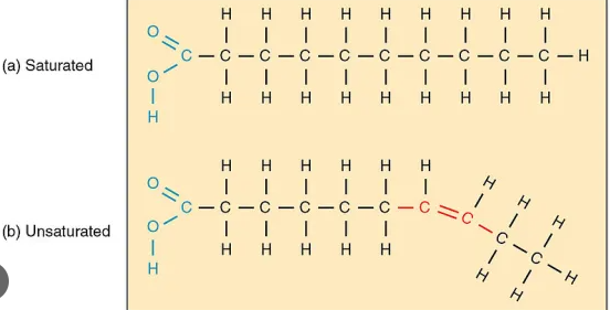 <p>Saturated fats have no double bonds in them, are produced by animals, and are solid at room temp. Unsaturated fats have double bonds, are produced by plants, and are liquid at room temp.</p>