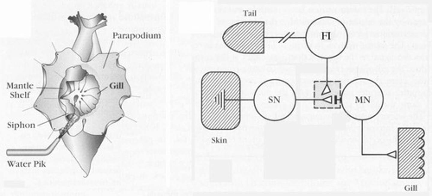 <p>It indicates the effectiveness of the conditioning process.</p>