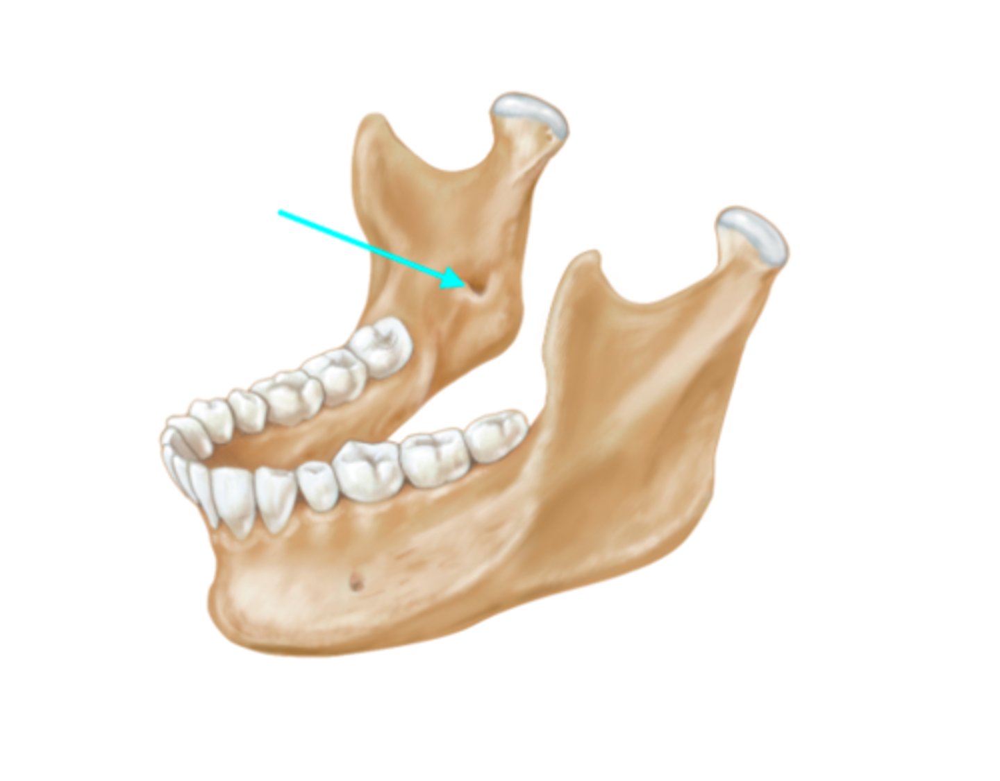 <p>What feature is the blue arrow pointing at?</p>