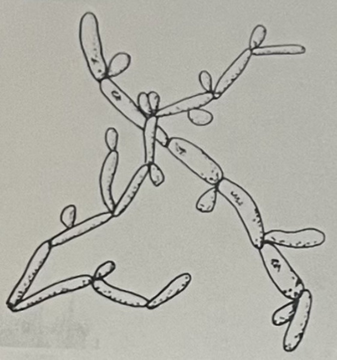 <ol><li><p>Single blastoconidia out of junction</p></li><li><p>Macaroni-shaped pseudohyphae</p></li></ol><p></p>