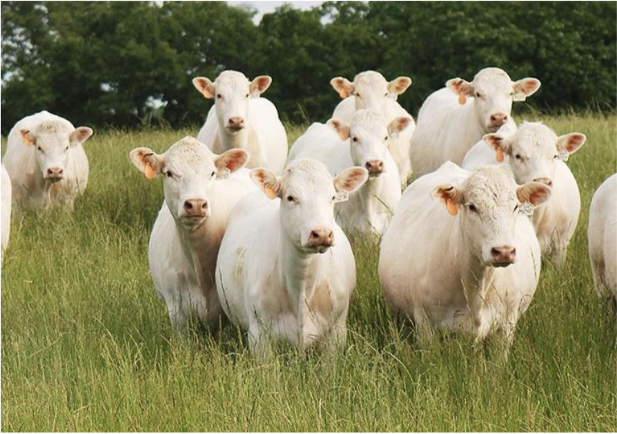 <p>Continental breed, originated in France, medium - large build, *<em>more pounds, more profit</em>*</p>