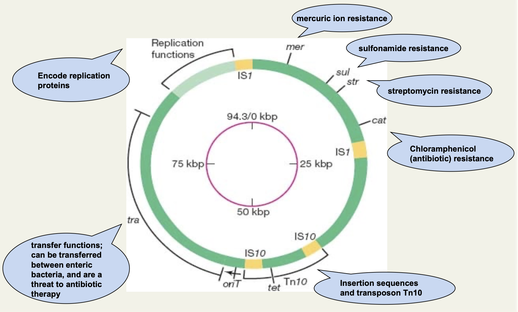 <p>Encode replication proteins. </p>