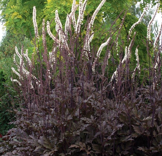 <p><em>Actaea simplex</em> ‘Hillside Black Beauty’</p><p>bugbane&nbsp;‘Hillside Black Beauty’</p><p>Ranunculaceae</p>