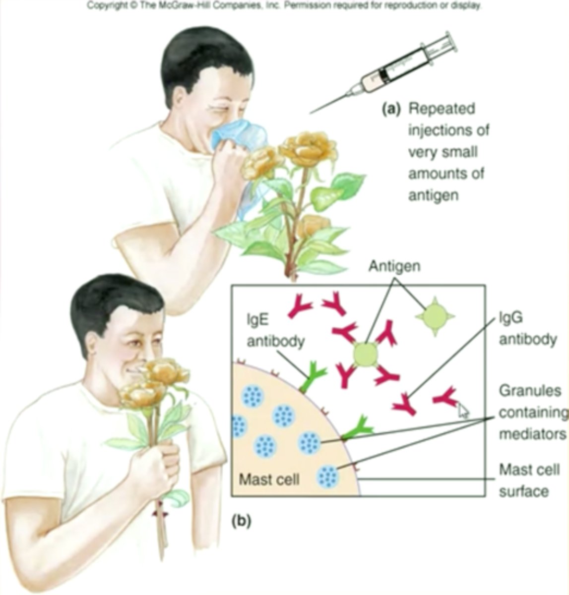 <p>- alternate tx from abx, not pathogenocytic (destroying pathogens)</p><p>- supplement host's immunity &amp; boosts it</p><p>- high efficacy: some viral infections, immunosuppressed pts, chronic illnesses</p>