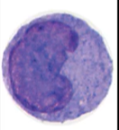<p>What are the function(s) of monocytes?</p>