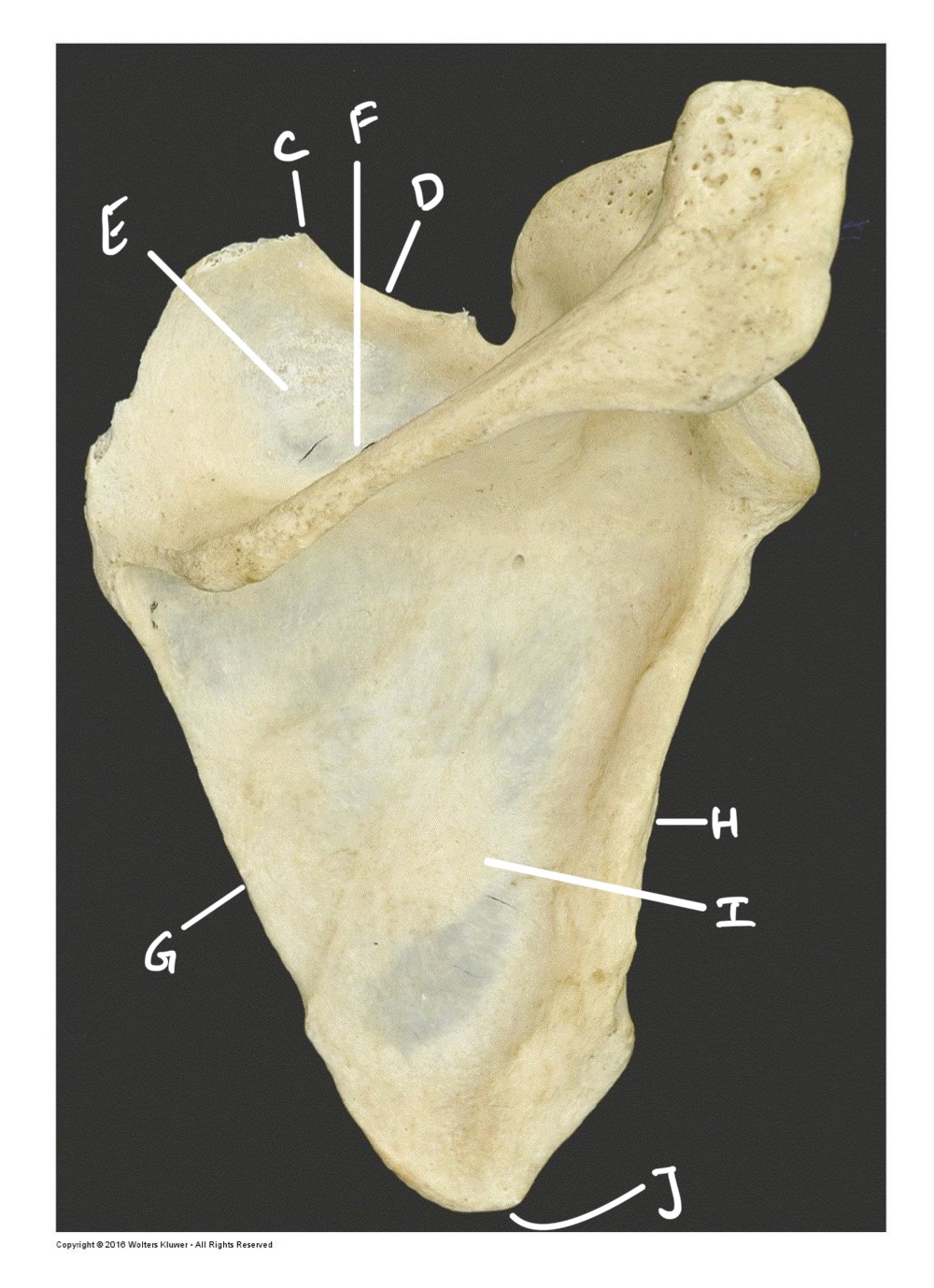 <p>H</p>