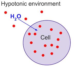 <ul><li><p>a solution with a LOWER concentration of solute than a cell</p></li><li><p>water will move INTO cell</p></li><li><p>animal cells will burst, plant cells will swell </p></li></ul><p></p>