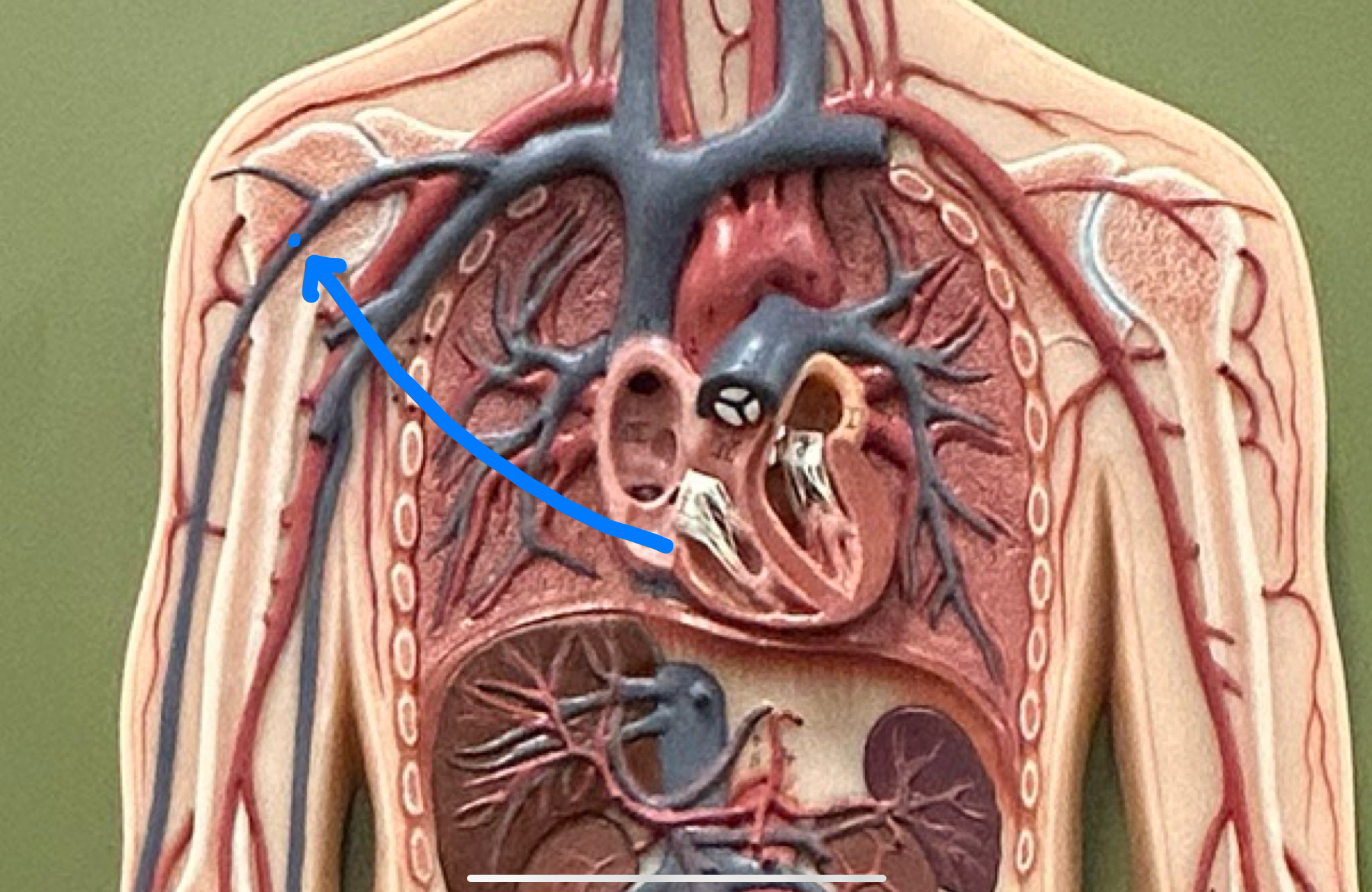 knowt flashcard image