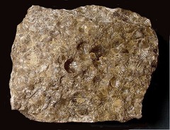 Composition: Calcite(Limestone)
Type: Biochemical(organic)
Info: Fossilized shell in a fine grain matrix