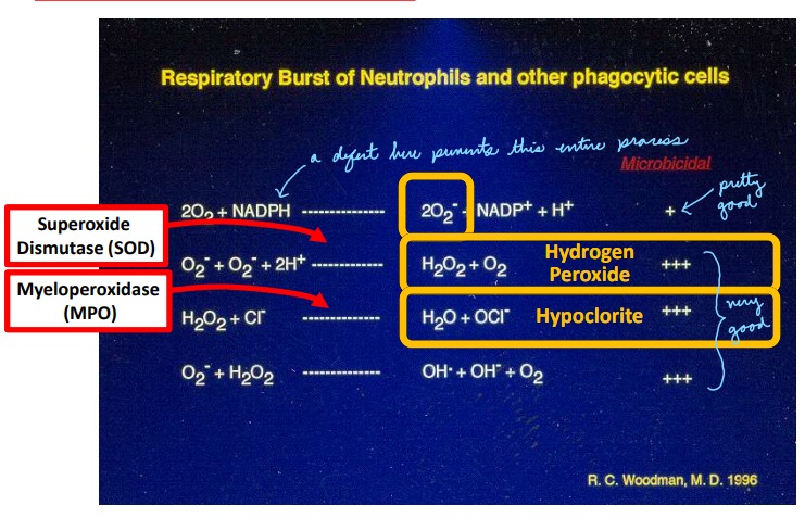 <p>Occurs mainly in phagosomes (especially neutrophils)</p><p>Phagocytes are able to use a series of enzymes to generate reactive oxygen and nitrogen species (ROS, RNS). For ROS – the entire system revolves around superoxide O2- , which forms hypochlorite (bleach) and hydrogen peroxide.</p>