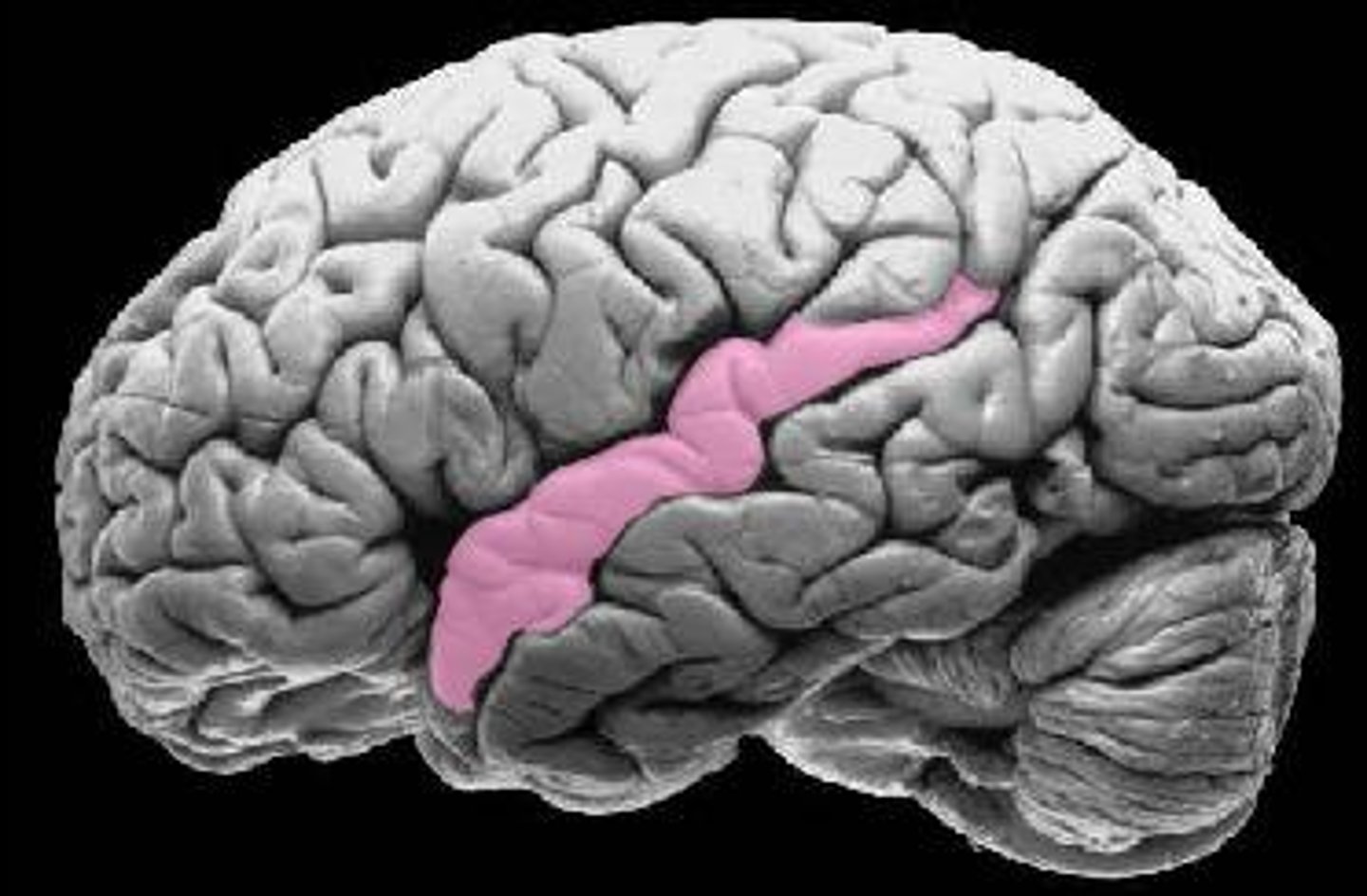<p>Primary auditory cortex: Hearing<br><br>Primary olfactory cortex: Smell</p>