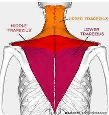<p>diamond-shaped upper back and neck muscle; responsible for posture, neck, &amp; arm movement; stabilizes the shoulder blades (w/ scapula)</p>