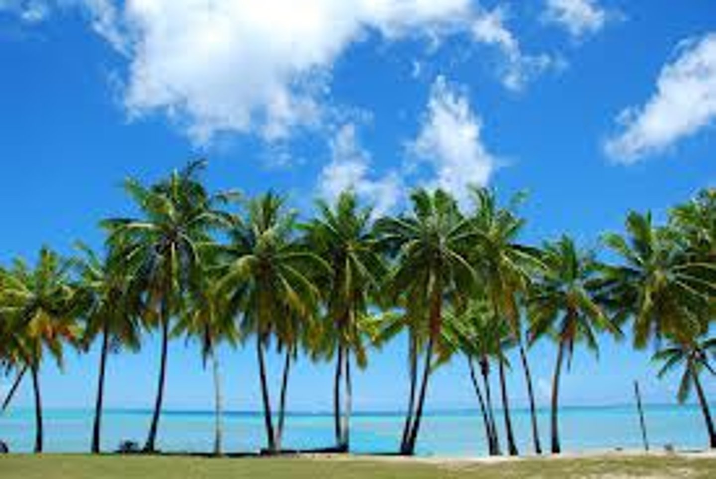 <p>palm tree</p>