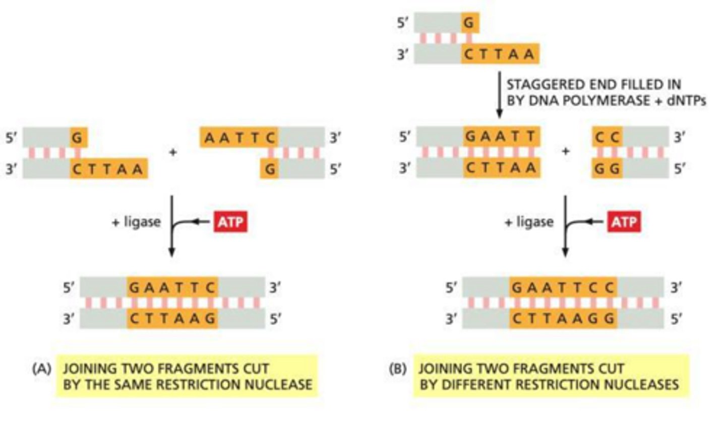 <p>Sticky ends are overhanging single-stranded tails produced by staggered cuts, while blunt ends have no overhangs.</p>