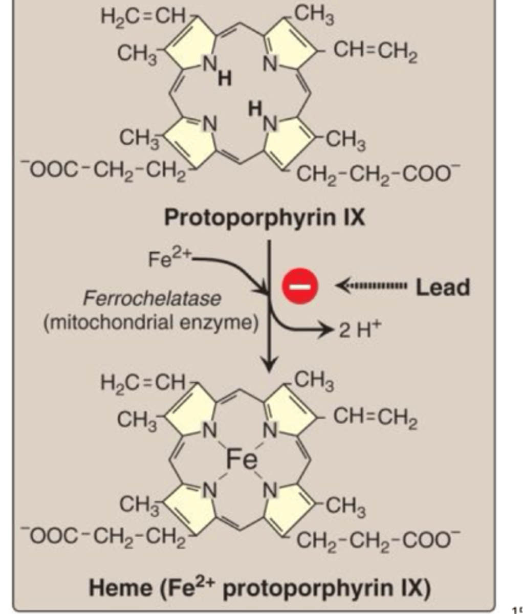 <p>Ferrochelatase is a mitochondrial enzyme involved in the last step of heme synthesis wherein iron is incorporated into the protoporphyrin ring.</p>