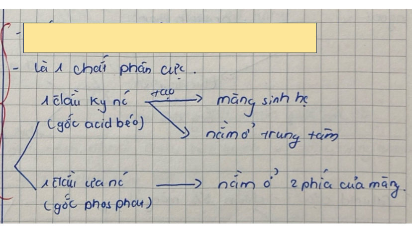 <p>Cấu hình phospholipid thuộc lipid</p>