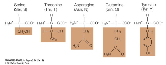 Which amino acid group are these a part of