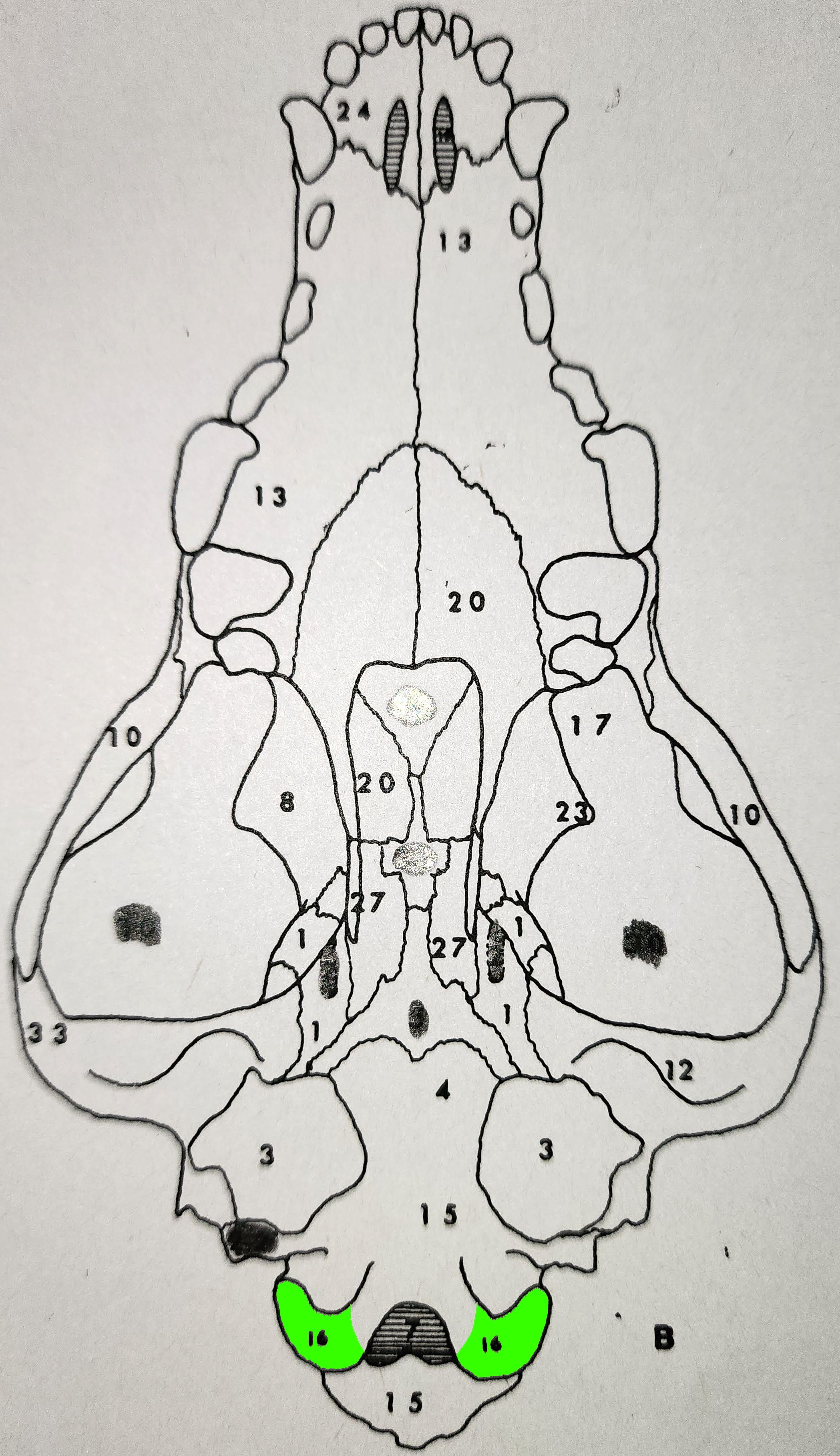 knowt flashcard image