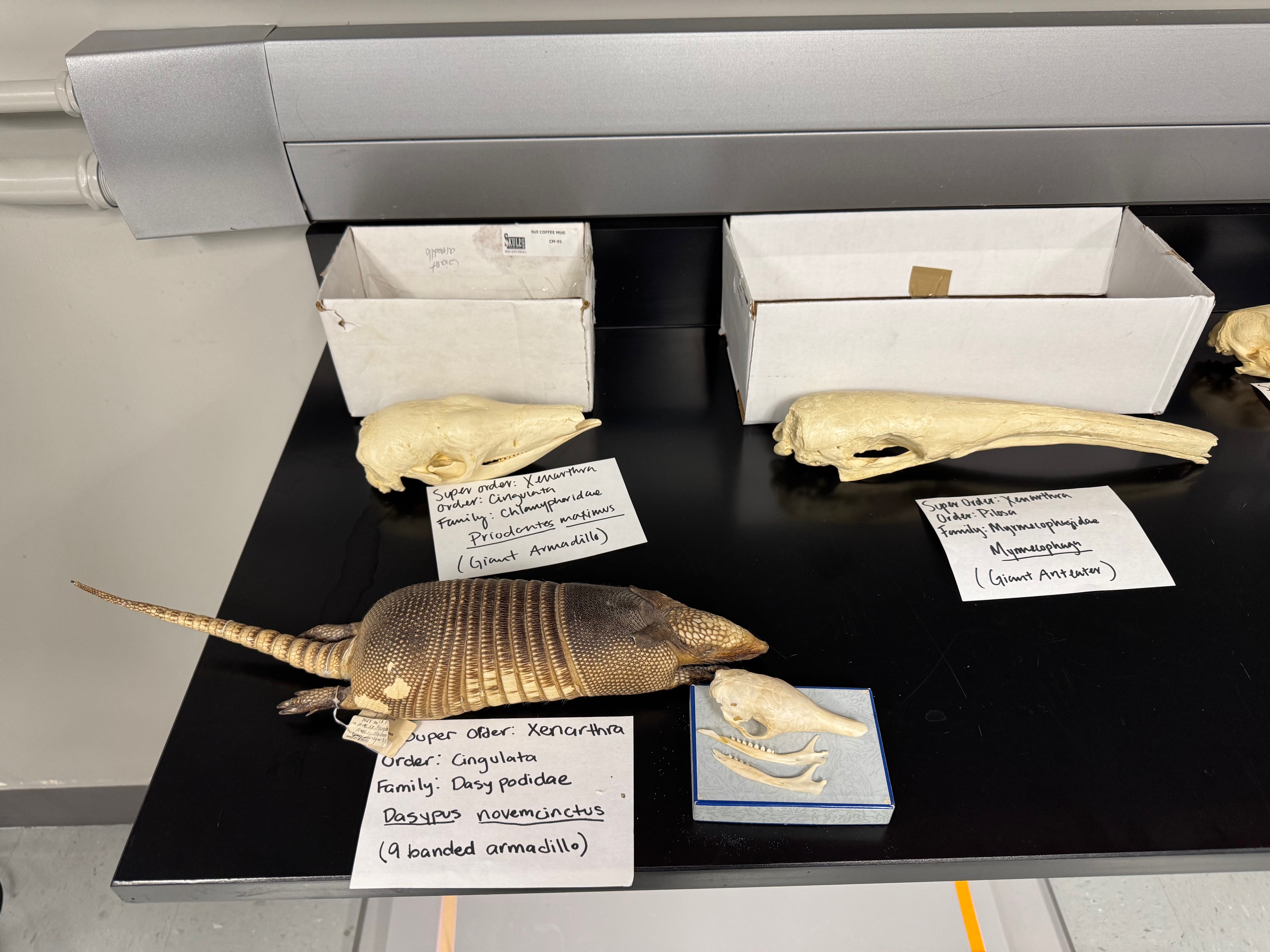 knowt flashcard image