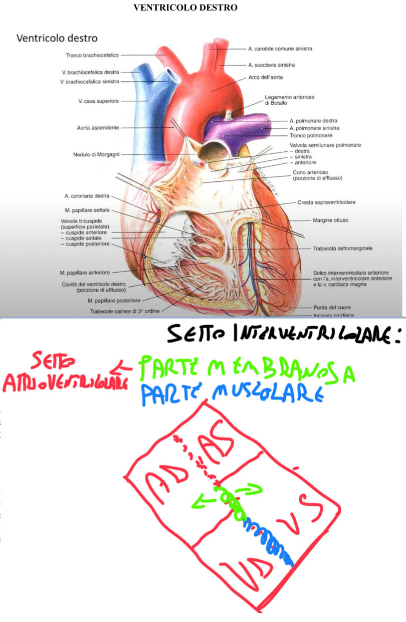 <p>Ventricolo Destro:</p><ul><li><p>Comunica con:</p><ul><li><p>Atrio dx attraverso l’orifizio atrioventricolare destro dotato dalla Valvola Tricuspide (cuspide anteriore, posteriore e mediale)</p></li><li><p>Tronco Polmonare tramite l’orifizio polmonare dotato dalla Valvola Polmonare</p></li></ul></li><li><p>In rapporto con le Tre Cuspidi della valvola abbiamo 3 Muscoli Papillari:</p><ul><li><p>Anteriore → invia corde tendinee alla cuspide anteriore e posteriore</p></li><li><p>Posteriore → invia corde tendinee alla cuspide posteriore e mediale</p></li><li><p>Mediale (o settale perché in corrispondenza del setto) → invia corde tendinee prevalentemente alla cuspide mediale</p></li><li><p>Le corde tendinee si inseriscono sul margine libero delle cuspidi e sulla faccia ventricolare parietale</p></li></ul></li><li><p>Le cuspidi hanno due facce:</p><ul><li><p>Faccia Ventricolare Parietale → a valvola chiusa rivolta verso il ventricolo, a valvola aperta rivolta verso la parete</p></li><li><p>Faccia Atriale → a valvola chiusa rivolta verso l’atrio, a valvola aperta a contatto con il flusso sanguigno</p></li></ul></li><li><p>Trabecola Setto-Marginale o fascio moderatore (di Leonardo Da Vinci):</p><ul><li><p>E’ una trabecola di secondo ordine di particolare rilievo</p></li><li><p>Origina dalla parete settale e raggiunge il muscolo papillare anteriore</p></li><li><p>Al suo interno decorre la porzione terminale della branca destra del fascio atrioventricolare → importante per la rapida propagazione dello stimolo e per la contrazione dei muscoli papillari</p></li></ul></li><li><p>Anche nel ventricolo abbiamo due porzioni separate dalla Cresta Sopraventricolare:</p><ul><li><p>Porzione Trabecolata → porzione di afflusso che riceve sangue dall’atrio dx</p></li><li><p>Porzione Liscia → quella vicino l’origine del tronco polmonare, detta cono arterioso o infundibolo</p></li></ul></li></ul><p>Setto Interventricolare:</p><ul><li><p>Estensione maggiormente muscolare, ma la porzione superiore è membranosa e deriva dalla fusione dei cuscinetti endocardici</p></li><li><p>Queste porzione è in parte al di sopra e in parte minima al di sotto del livello dell’orifizio atrio ventricolare destro</p></li><li><p>Siccome a causa dell’organogenesi l’atrio destro scende più in basso, avremo che questa parte membranosa, più alta, non separa più i due ventricoli, ma mi separa Atrio Destro e Ventricolo Sinistro, infatti questa parte membranosa da un lato guarda verso l’atrio dx e dall’altro il ventricolo sx</p></li><li><p>Questa parte si chiama Setto Atrioventricolare che quindi è la parte superiore della porzione membranosa del setto interventricolare</p></li></ul><p></p>