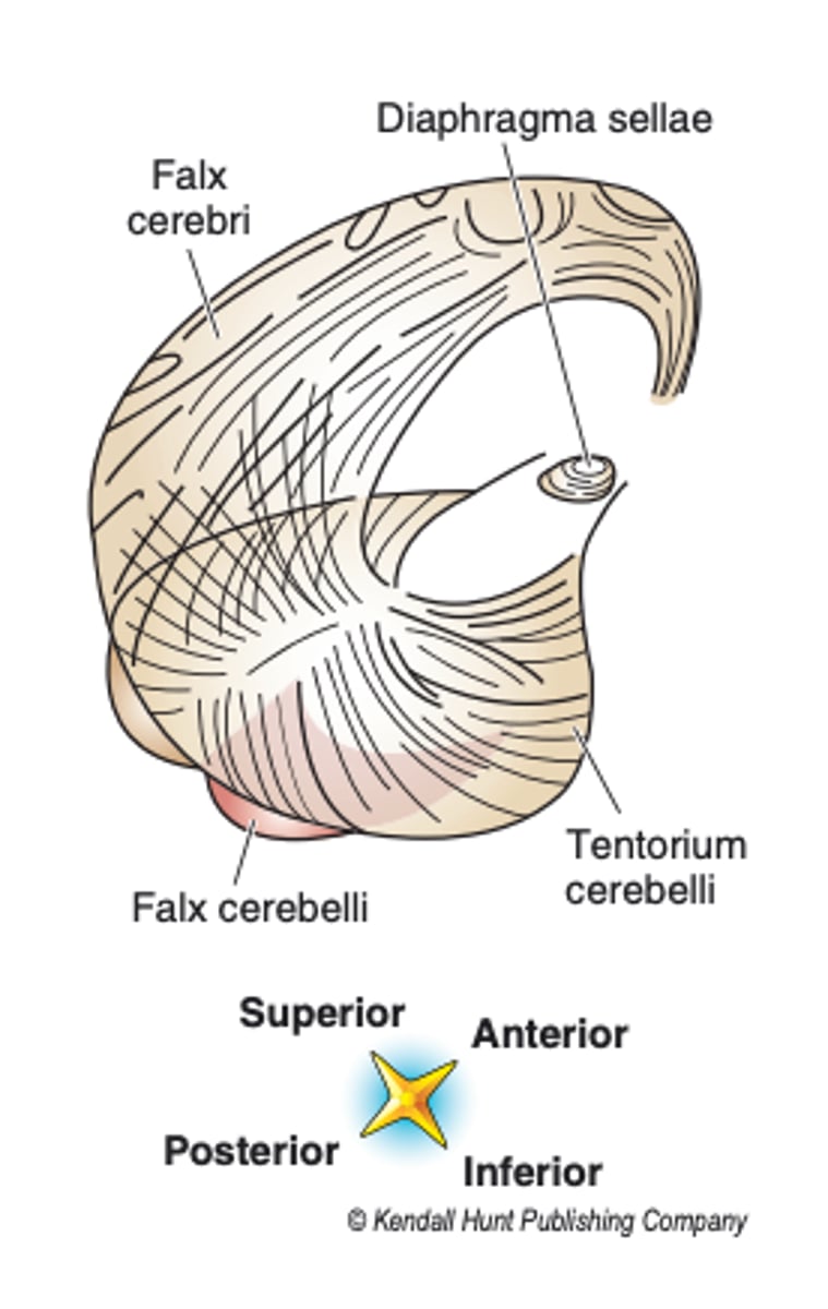 <p>tent over cerebellum</p>