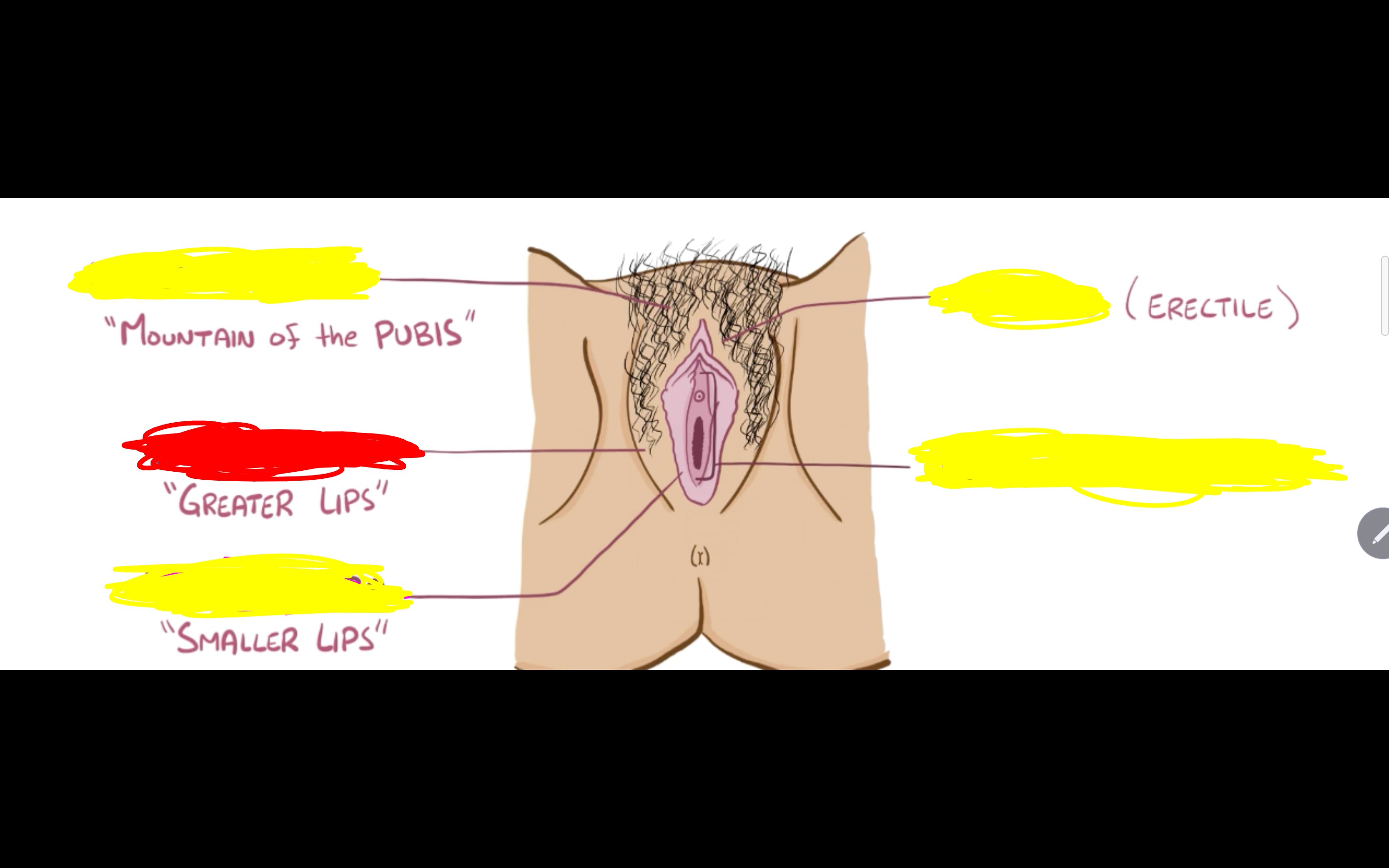 <p>Name the structure in red </p>