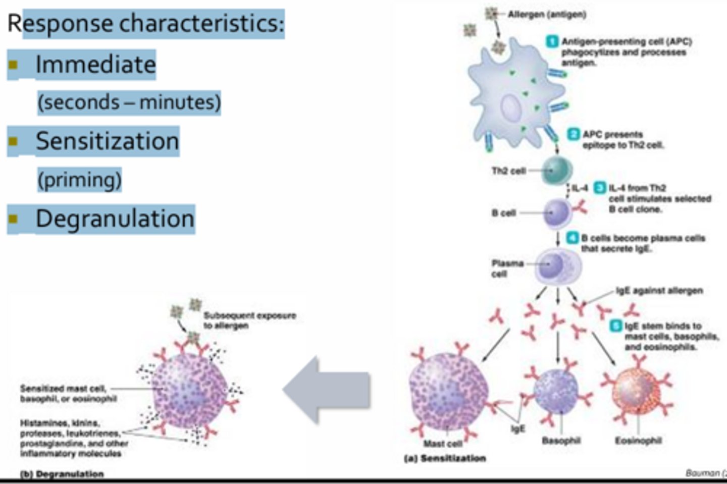 <p>Response Characteristics:</p><p>- Immediate (seconds –minutes)</p><p>- Sensitization (priming): Naive T-cells and B-cells come in contact with an allergen that generates a humoral response predominated by the production of Ige antibodies </p><p>- Response it driven by Th2 helper T-cells which secrete cytokines such as IL-4</p><p>- In allergic individuals, atopics, IgE class switching occurs</p><p>- IgE antibodies end up coating the surface of mast cells, basophils, and eosinophils via high-affinity Fc receptors (priming these granulocytes)</p><p>- Some may become sensitized following a single exposure to an allergen, while sensitization in other may require several repeat exposures over a course of years </p><p>- Once an individual has been sensitized, subsequent exposure to the same allergen will result in cross-linking of IgE receptors on primed cells, resulting in immediate degradation </p><p>- Degranulation: Involves the release of preformed vesicles containing copious amounts of mediators (ex. histamine)</p>
