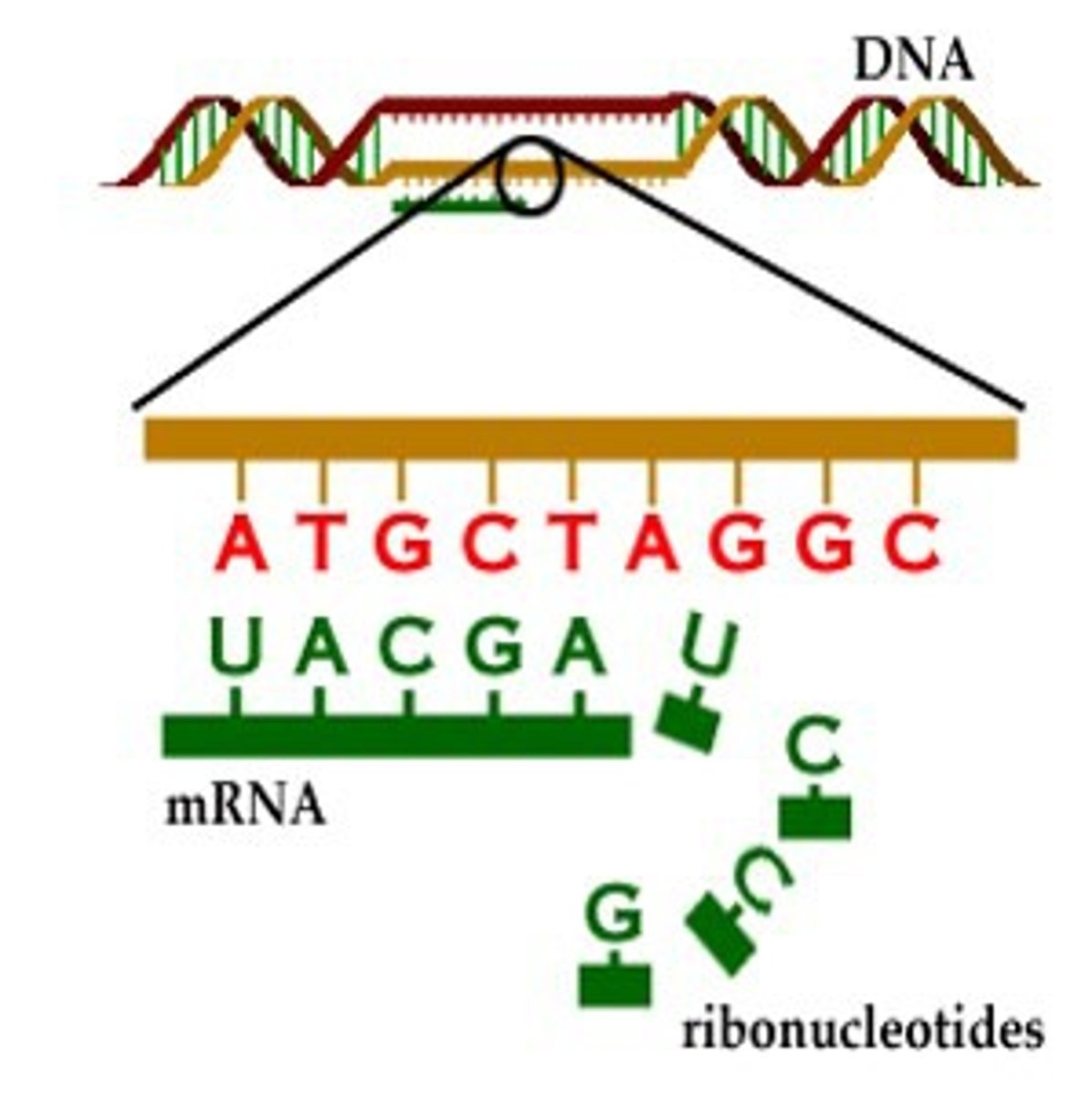 <p>process in which part of the nucleotide sequence of DNA is copied into a complementary sequence in RNA</p>