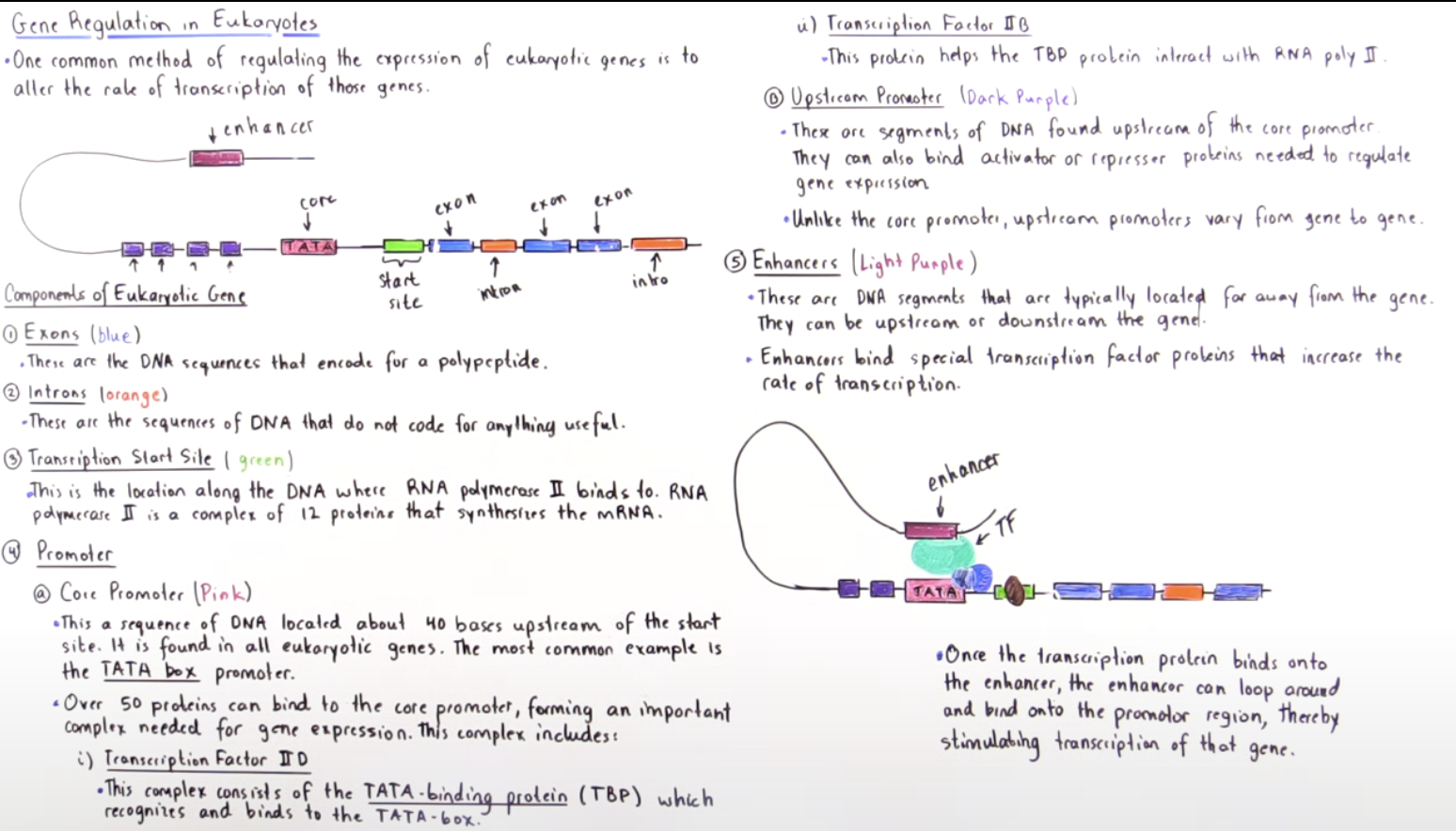 <ul><li><p>Eukaryotic cells are so much more complex then prokaryotic cells. </p></li><li><p>Basic eukaryotic gene: exons, introns, transcription start site, promoters and enhancers </p></li><li><p>Exons and introns: in any eukaryotic genes we have those segments of DNA that actually do code for polypeptide.</p><ul><li><p>Exons: do code for polypeptide</p></li><li><p>Introns: do not code for anything useful, and get removed during splicing. </p></li></ul></li><li><p>Transcription start site: transcription begins here, a special protein complex know as RNA polymerase 2 binds to the transcription start site and this is where transcription takes place.</p></li><li><p>Promoter: like operons in prokaryotes, but the promoters of eukaryotes are much more complex, the promoter can be broken down into core promoters, other promoters are upstream promoters. The promoters are found to the left of the start site. The TATA box is the most common core promoter. </p><ul><li><p>The core promoter is where are the transcription factor and regulatory factors bind to. This is necessary for transcription to actually take place. </p></li><li><p>Transcription factor 2D: a complex of many proteins, TATA binding protein, that binds to the TATA on the core promoter</p></li><li><p>Transcription factor 2B: the protein needed for the interaction to take place between the RNA polymerase 2 proteins and the TATA binding protein. </p></li></ul></li><li><p>Enhancer: found much further, it’s usually found thousands of bases up or downstream our gene. The enhancer also binds special transcription factors, when a transcription factor binds, the enhancer loops around and binds to the protein complex found on the promoter, stimulating transcription, increasing the rate of transcription of then gene. </p></li></ul><p></p>