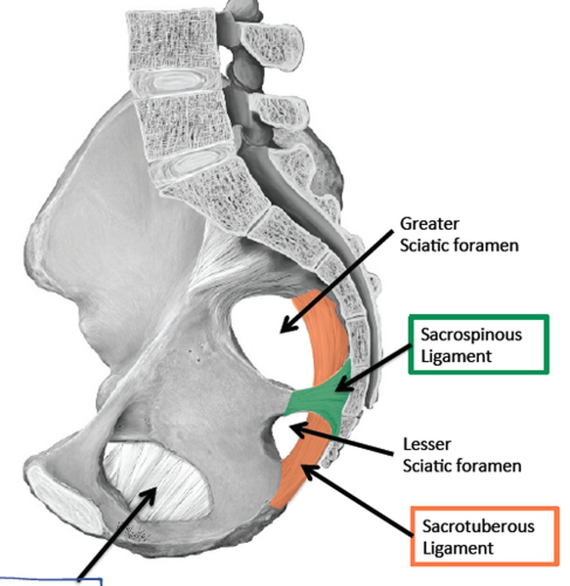 <p>pelvic opening formed by the lesser sciatic notch of the hip bone, the sacrospinous ligament, and the sacrotuberous ligament</p>