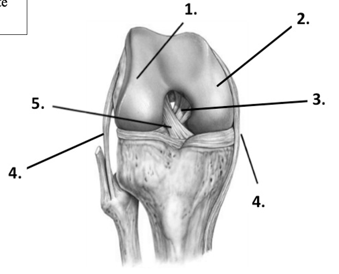 Label the structure at 1 (knee)