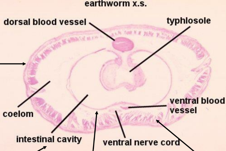 <p>earthworm cross section</p>