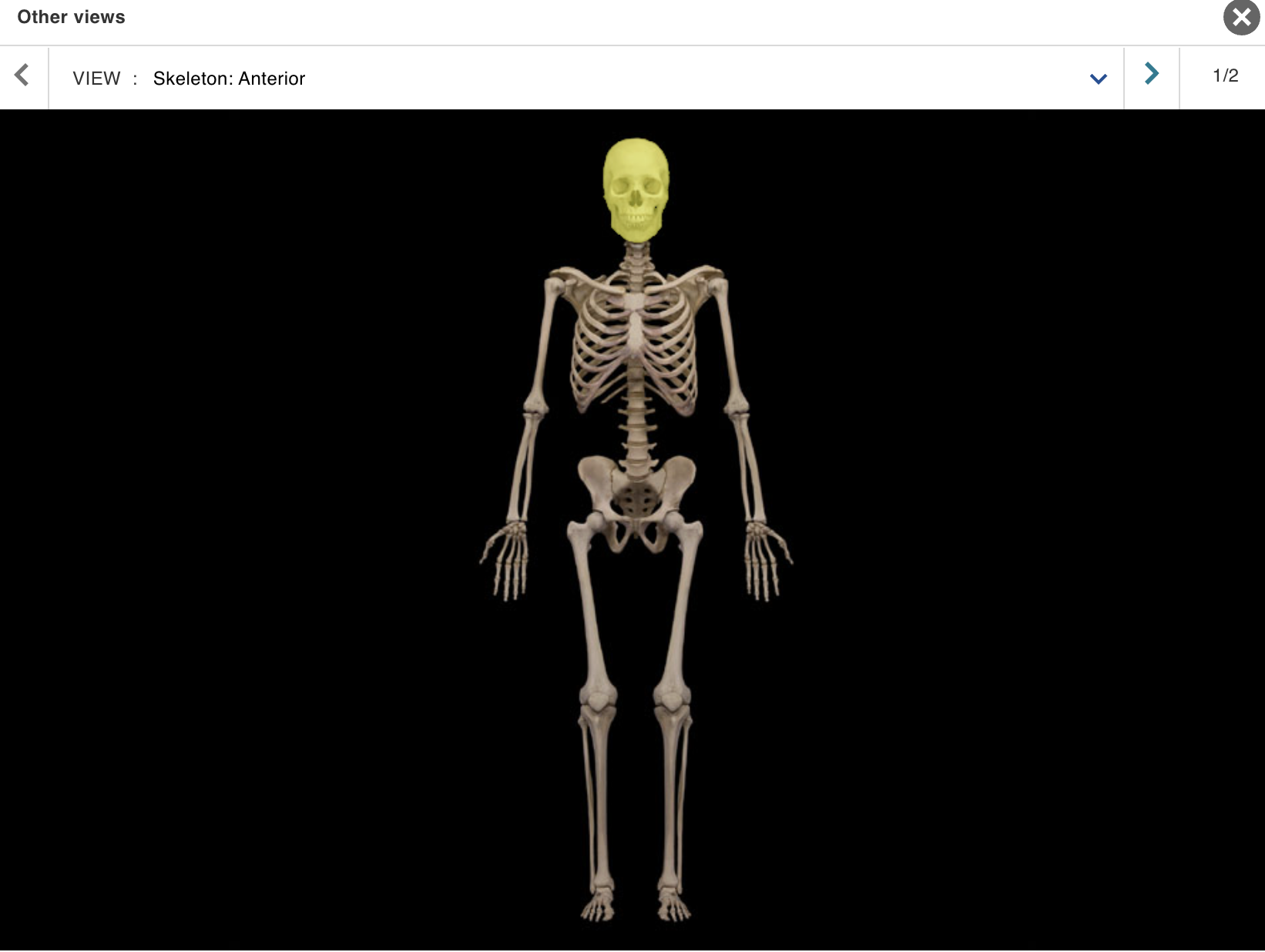 <p>Location:</p><p class="p1">• Head</p><p class="p1">Description:</p><ul><li><p>﻿﻿Paired and unpaired bones divided into cranial and facial<br>groups</p></li><li><p>﻿﻿Cranial group: frontal, sphenoid, ethmoid, parietal (2), occipital, and temporal bones (2)</p></li><li><p>﻿﻿Facial group: maxilla, mandible, vomer, nasal (2), lacrimal (2), and zygomatic bones (2)</p></li></ul><p></p>