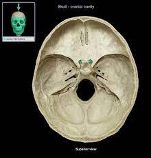 <p>2 holes anterior to the sella turcica that the optic nerves pass through</p>