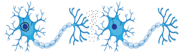 <p>Brain of the cell and processes the message and decides if it keeps going or stops.</p>