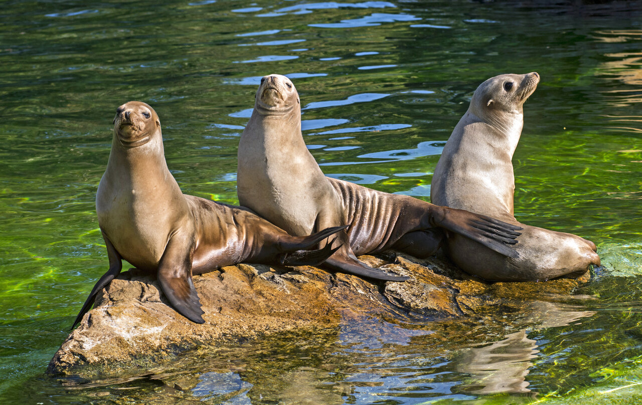 <p>California Sea Lion</p>
