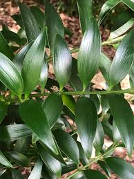 <p>Nagi Podocarpus </p>