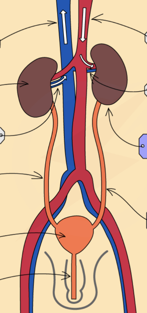 <p>Identify the kidneys, ureters, bladder and urethra</p>