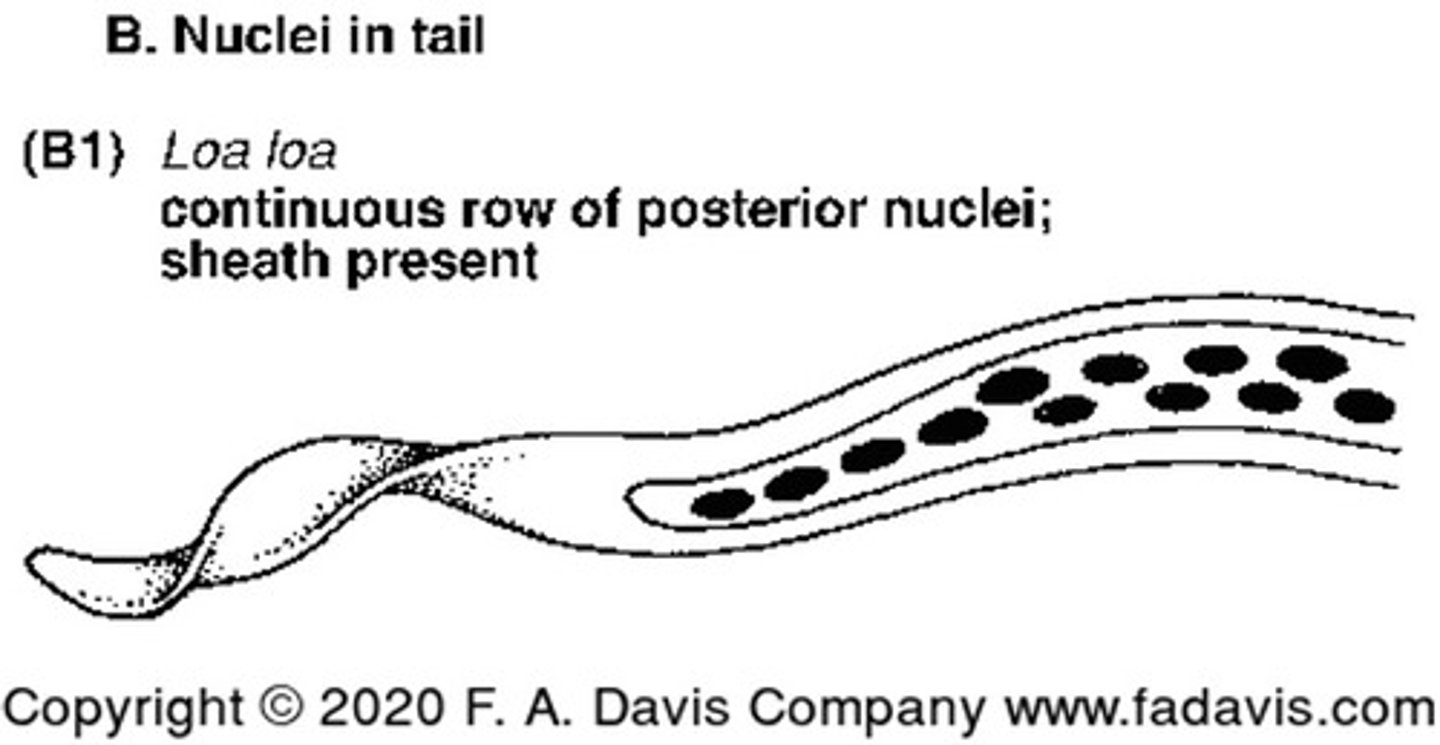 <p>Nuclei in tail tip in a posterior continuous row with a sheath<br>Causes: Calabar swellings (eye edema), proteinuria and endomycardial fibrosis</p>