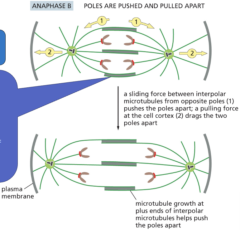 <p class="p2">• Spindle poles move apart.</p><p class="p2">• Eg5 kinesin pushes centrosomes apart.</p><p class="p2">• Dynein at the cortex pulls spindle poles apart.</p>