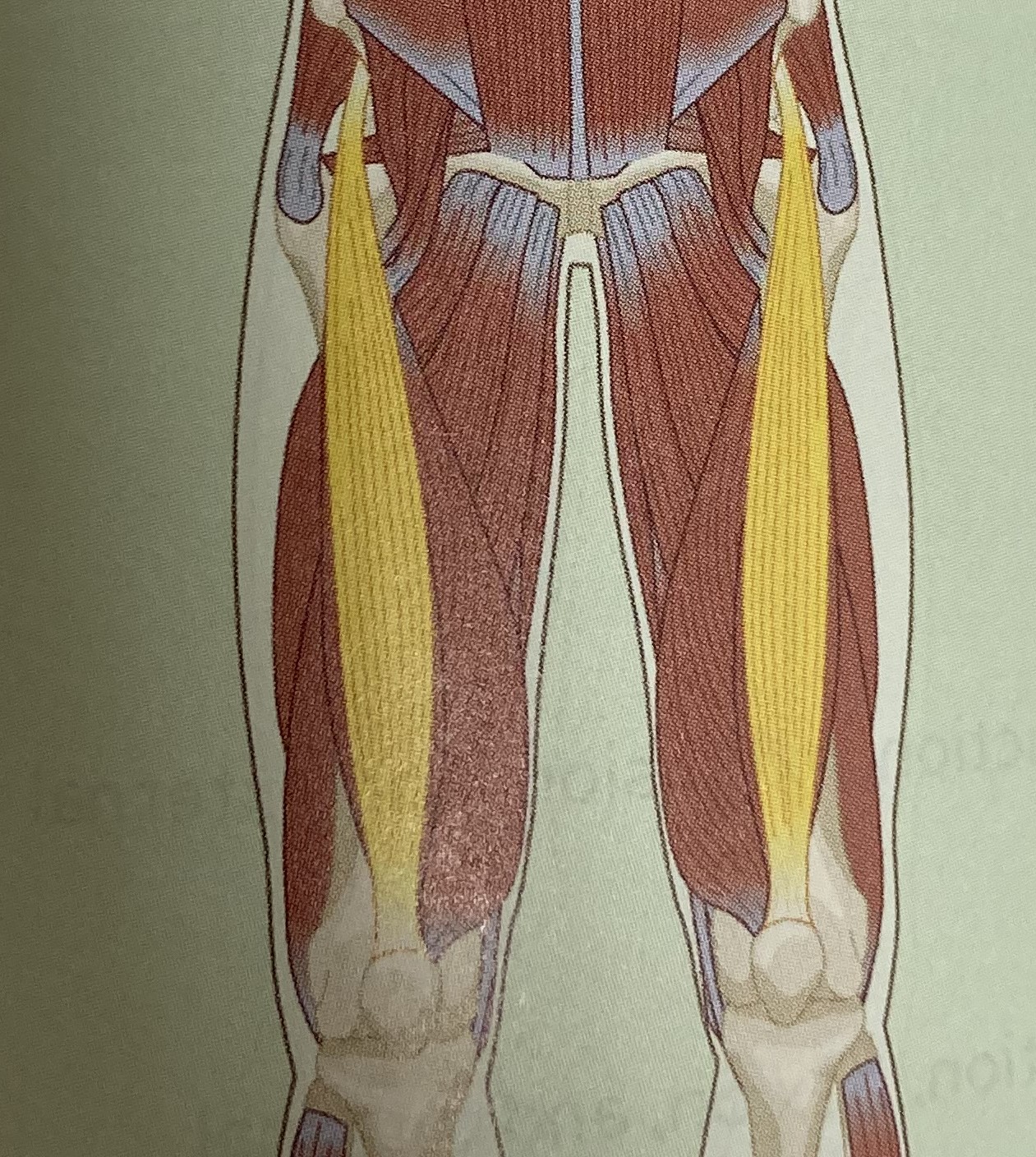 <ul><li><p>category: quadriceps</p></li><li><p>origin: anterior iliac spine of the pelvis</p></li><li><p>insertion: base of patella and tibia</p></li><li><p>isolated function: concentric knee extension and hip flexion</p></li><li><p>integrated function: eccentric knee flexion, adduction, and internal rotation</p></li><li><p>stabilizes the LPHC and knee</p></li></ul><p></p>