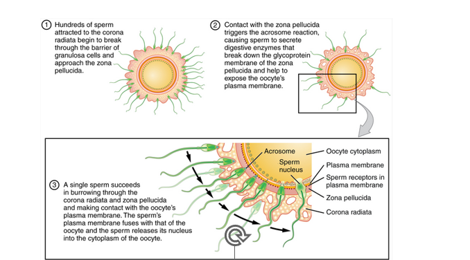 <p>__________:</p><p>•Upon entry into the vagina, sperm are capable  of fertilizing an ovum (egg) up to 6 days.</p><p>•The ovum is only viable up to 48 hours</p>